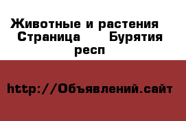  Животные и растения - Страница 16 . Бурятия респ.